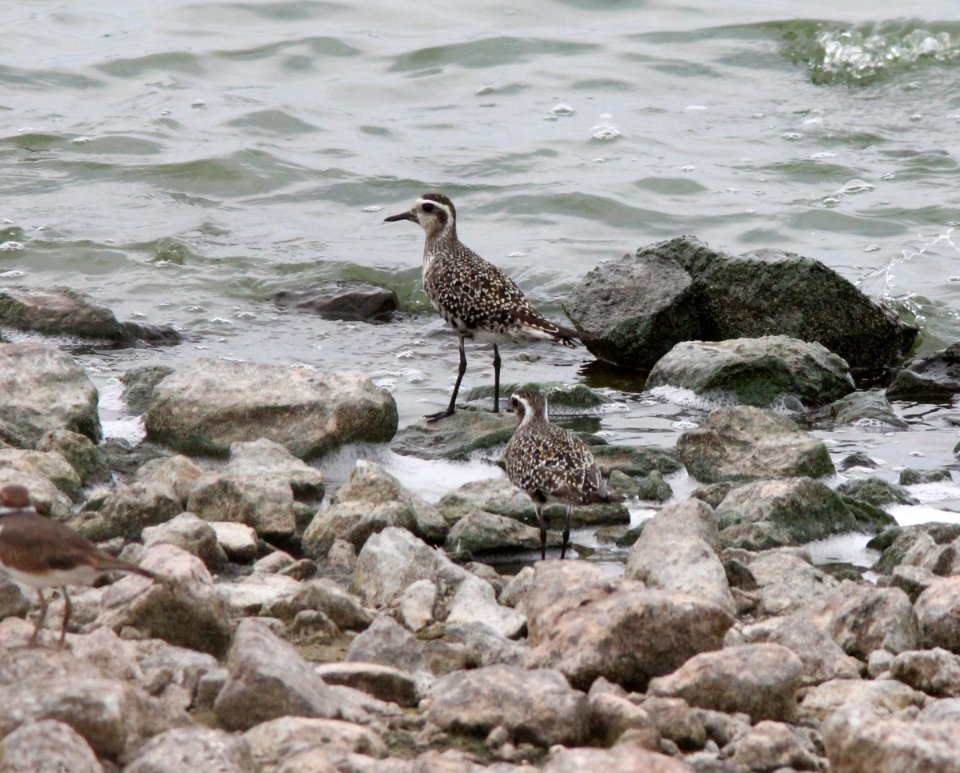 American Golden-Plovers, Muskegon Wastewater, September 5, 2012
