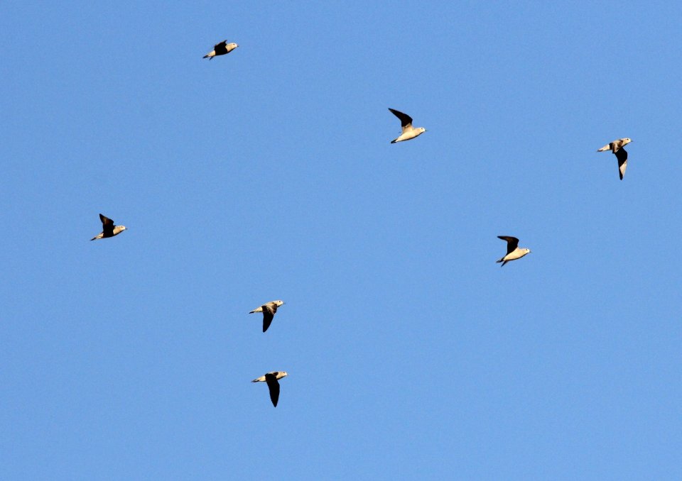 American Golden-Plovers, Sand Lake, MI, September 14, 2012