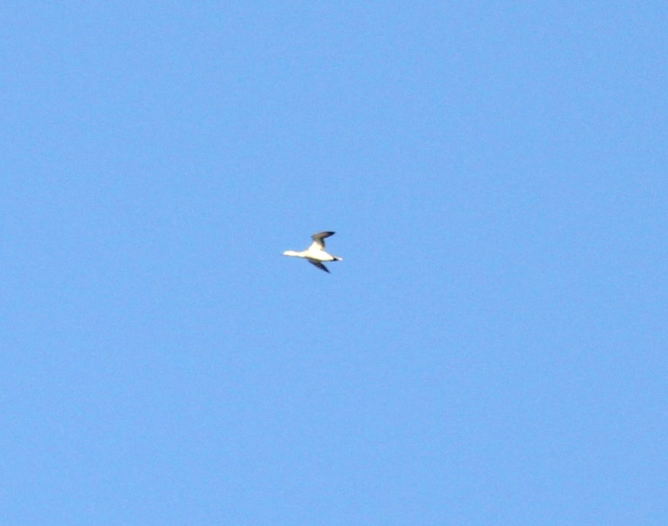 Red-throated Loon (basic plumage), Lincoln Lake, Kent Co., MI, 21 April 2013