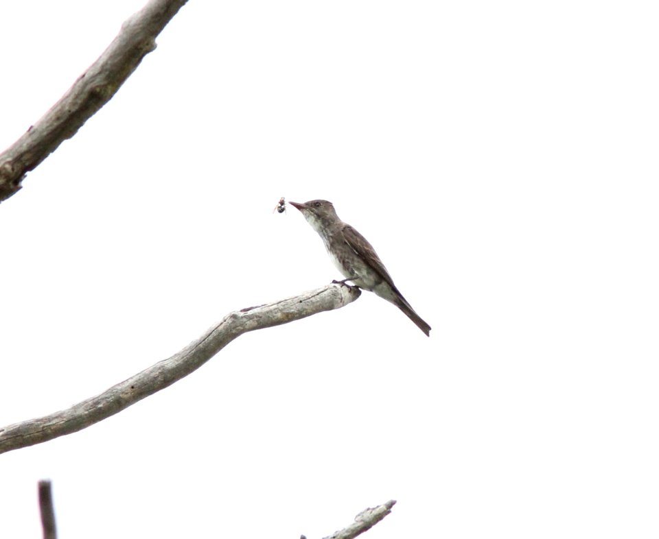 Olive-sided Flycatcher flipping bee/wasp, Rockford, MI, August 11, 2012