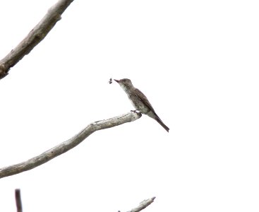 Olive-sided Flycatcher flipping bee/wasp, Rockford, MI, August 11, 2012