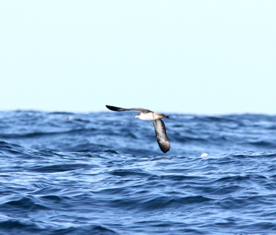 Pink-footed Shearwater, 30 miles offshore of Newport, OR, 20 October 2012