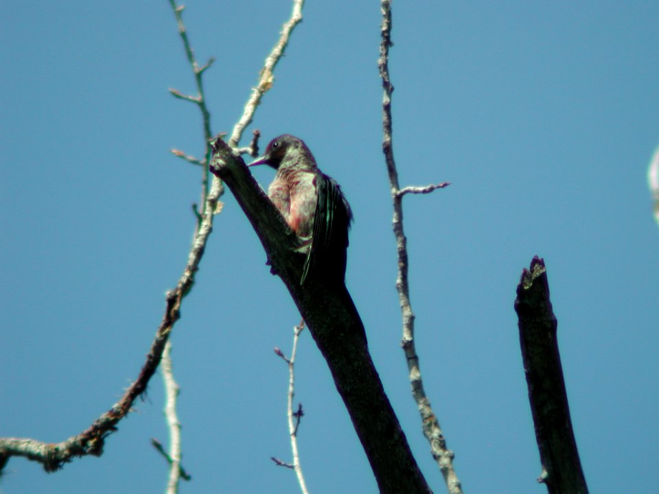 Lewis's Woodpecker (juvenile)
