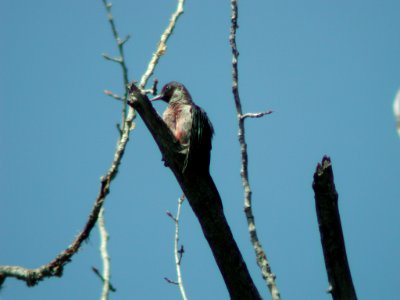 Lewis's Woodpecker (juvenile)