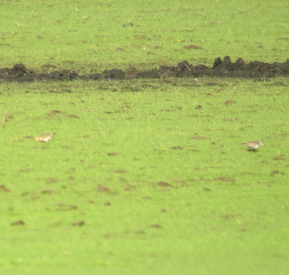 Buff-breasted Sandpiper (juvenile), with Semipalmated Sandpiper (juvenile), Capac Rd. sod farm, Capac, MI, September 25, 2011