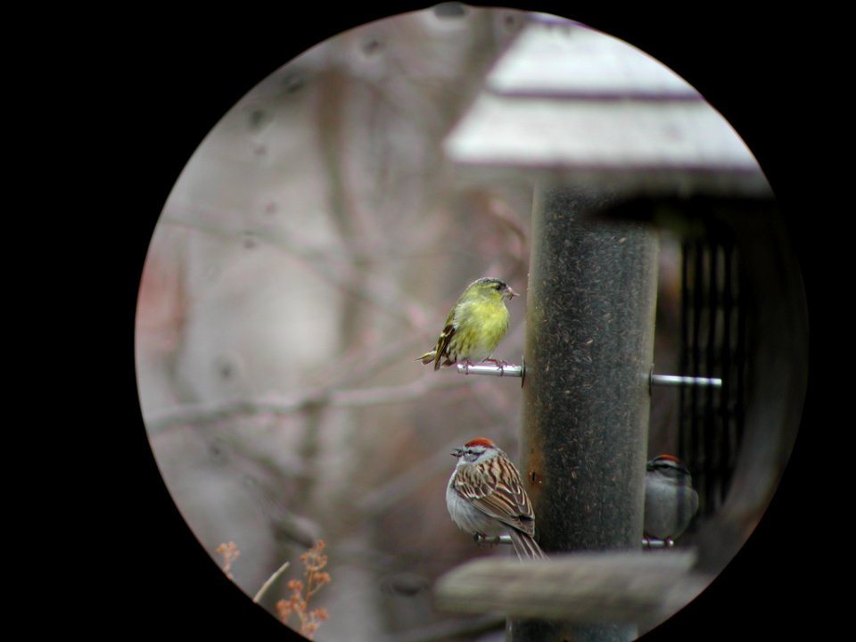 Eurasian Siskin, Whitefish Point, MI