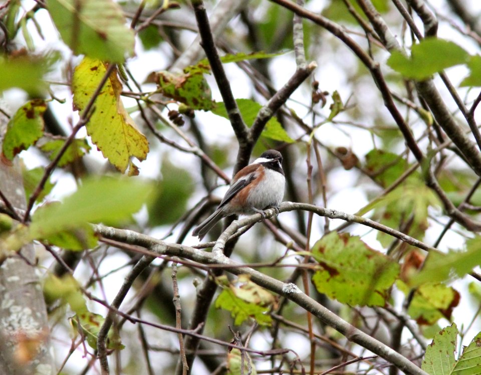 Chestnut-backed Chickadee, Grays Harbor NWR, WA, 18 October 2012
