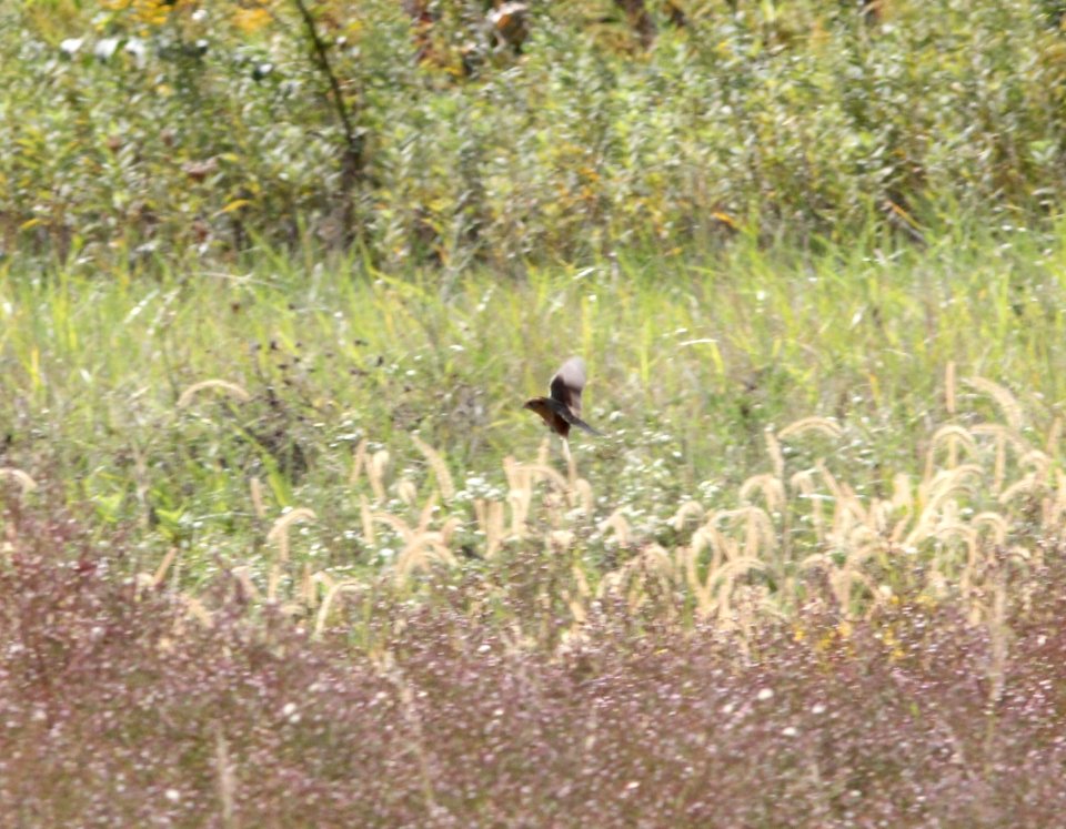 Nelson's Sparrow, McCool's Pond, Indiana, September 29, 2012