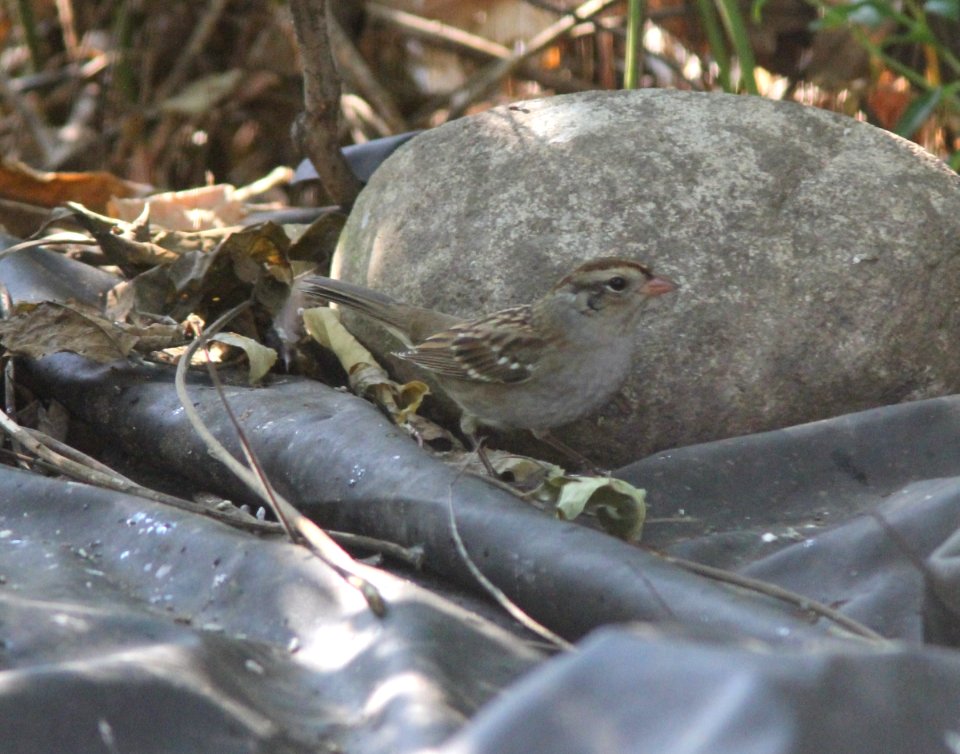 White-crowned Sparrow, Sand Lake, MI, September 17, 2012