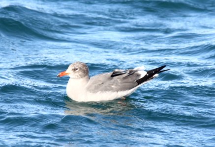 Heermann's Gull, Newport, OR, 20 October 2012