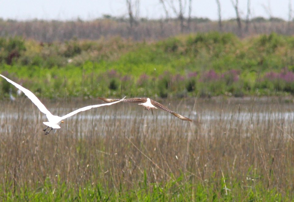 White Ibis, Pte. Mouillee SGA, July 25, 2012