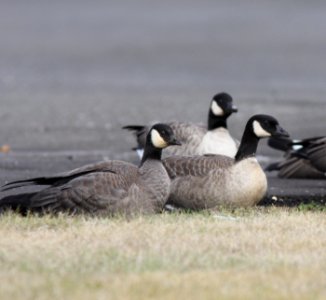 Cacking Geese (presumed tavernerni), Ocean Shores Sewage Treatment Ponds, 18 October 2012 photo