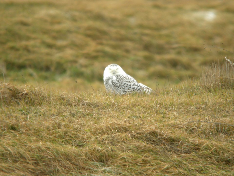 Snowy Owl, Muskegon Wastewater Complex, December, 10, 2011