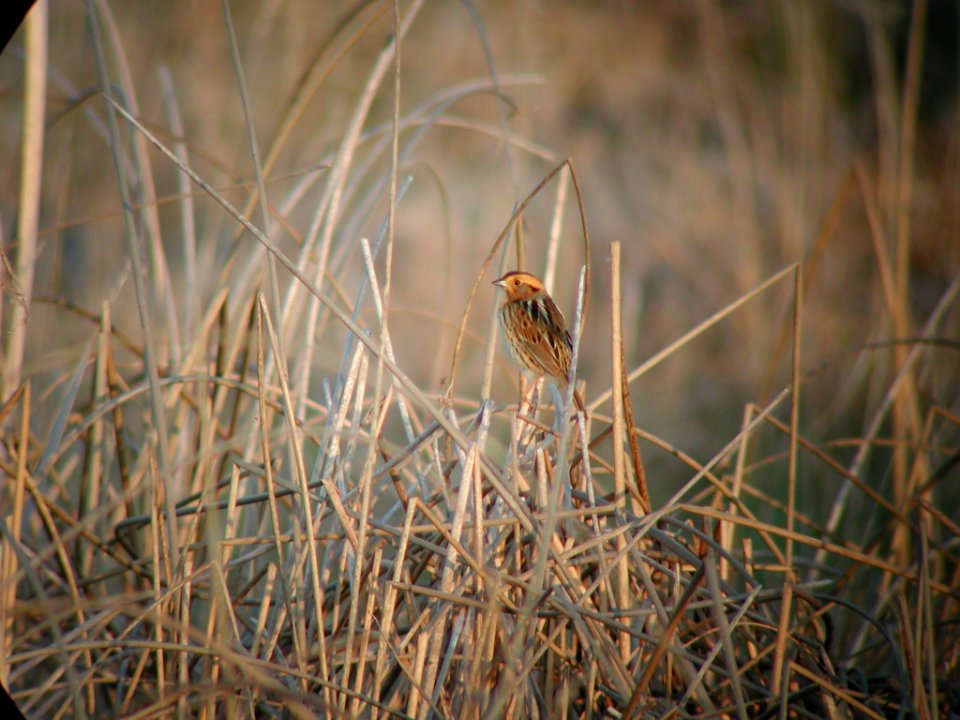 Nelson's Sparrow on territory
