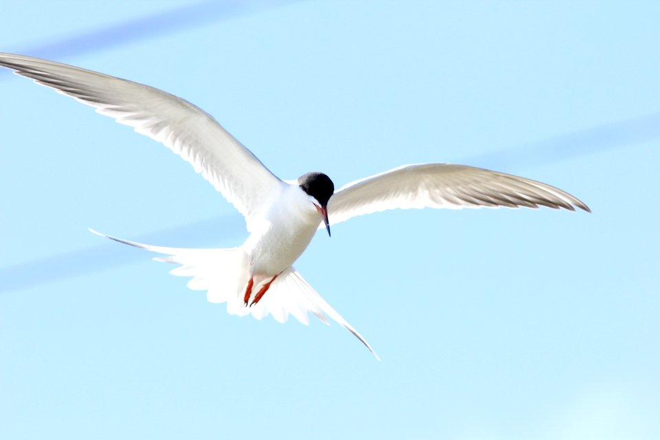 Forster's Tern, St. Clair Flats, MI, 3 May 2013