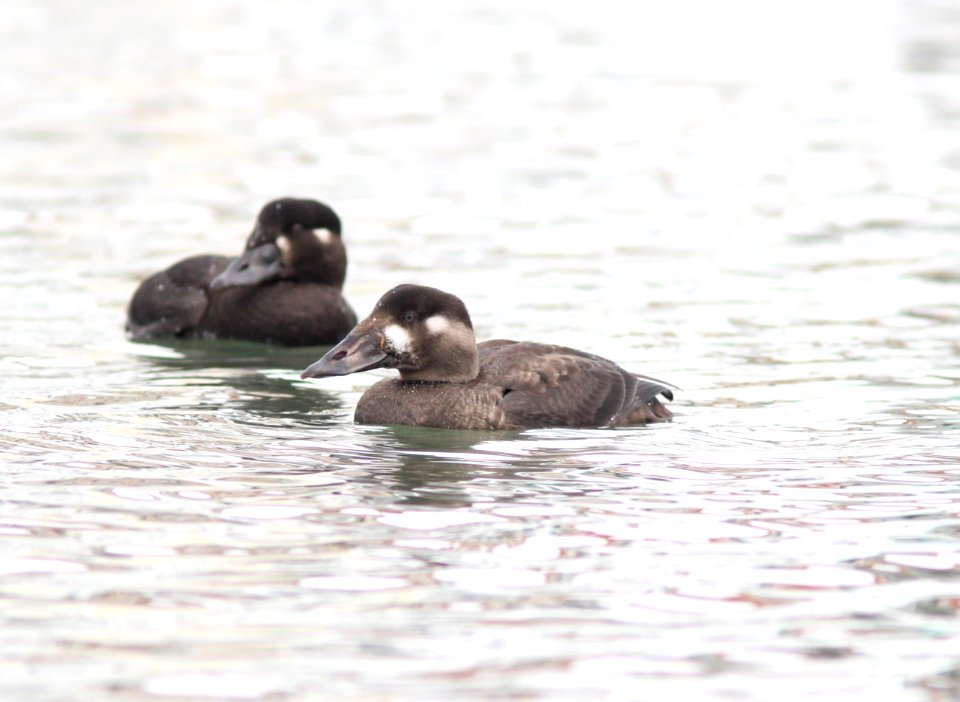 Surf Scoters, Tokeland, WA, 19 October 2012