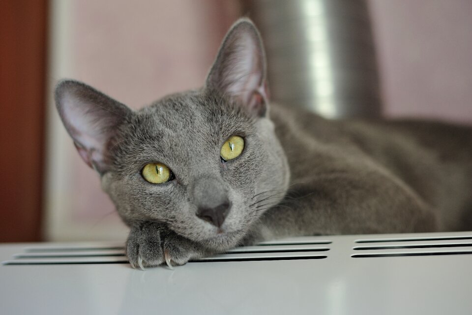 Cat's eye cat eyes portrait