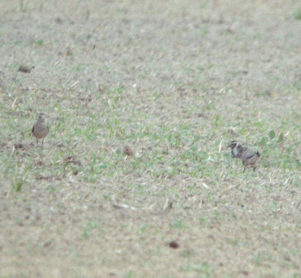 American Golden-Plovers (2 of 11), Sand Lake, MI, September 13, 2012