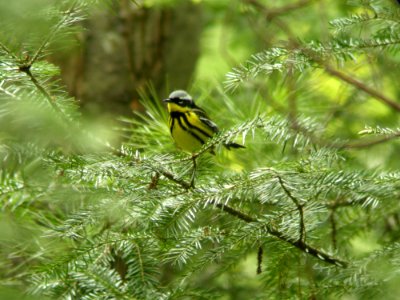 Magnolia Warbler photo