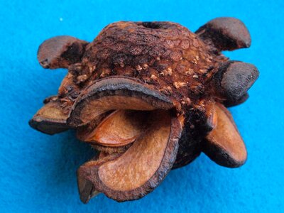 Menzei nut cone menzia australia