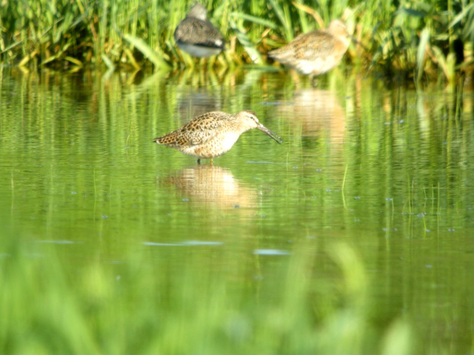 Short-billed Dowitcher (1 of 12), Caledonia Sewage Ponds, May 10, 2012