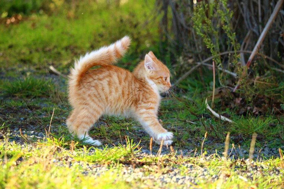 Young cats mackerel red mackerel tabby