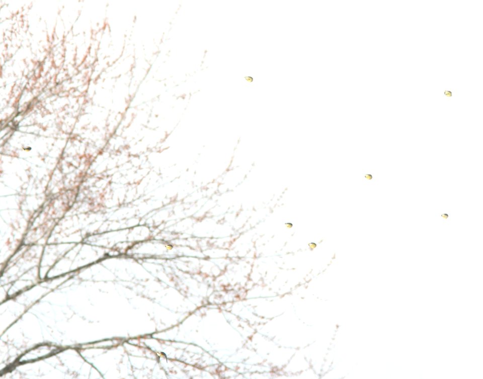 Cedar Waxwings, 7 March 2013, Kentwood MI