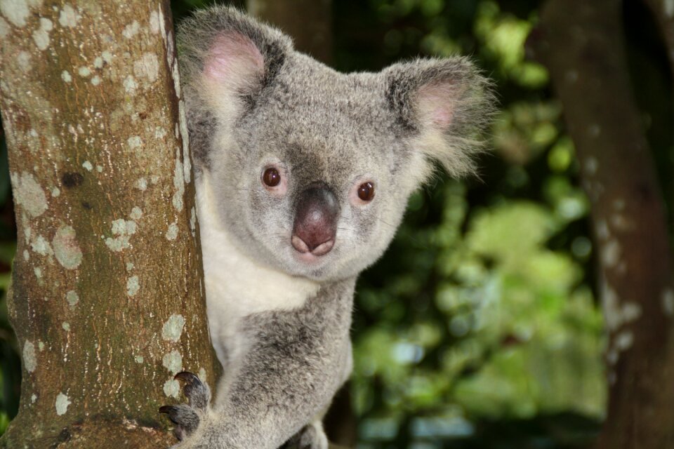 Australia zoo koala bear