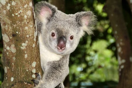 Australia zoo koala bear