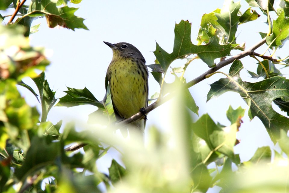 Kirtland's Warbler, Grayling, MI, September 1, 2012