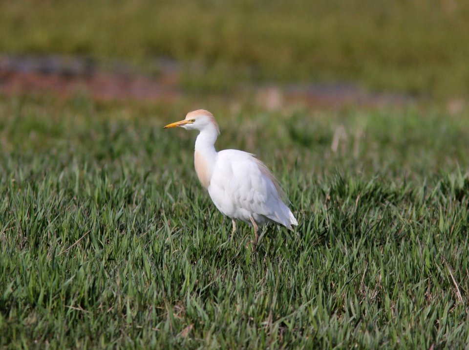 Cattle Egret, Wayland, MI, 17 April 2013