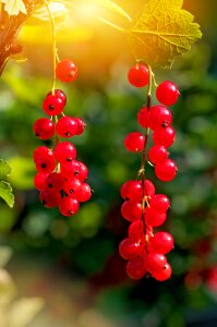 Red food berries photo