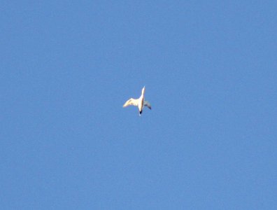 Red-throated Loon (basic plumage), Lincoln Lake, Kent Co., MI, 21 April 2013