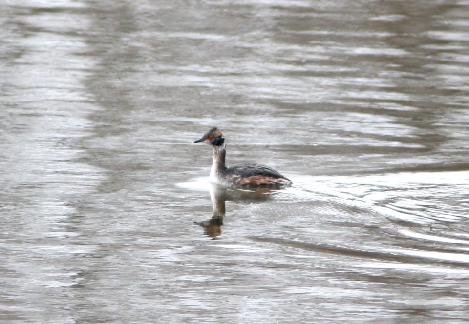 Horned Grebe, Canal Park, Grand Rapids, MI, 23 March 2013