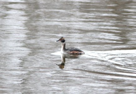 Horned Grebe, Canal Park, Grand Rapids, MI, 23 March 2013 photo