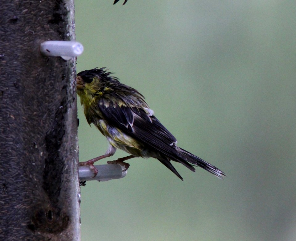 American Goldfinch imitating Lesser Goldfinch, August 10, 2012