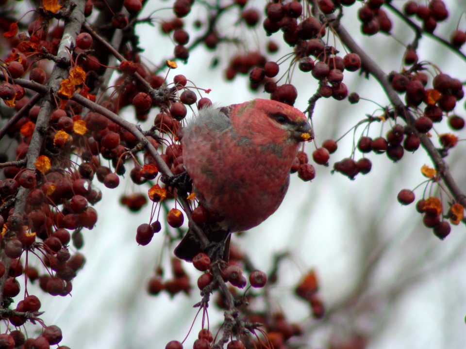 Pine Grosbeak, Lapeer SGA, MI, March 16, 2008
