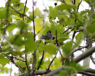 Yellow-throated Warbler, Millenium Park, Walker, MI, May 12, 2012
