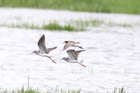 Wilson's Phalarope (female), Caledonia Sewage Ponds, Kent Co., MI, 30 April 2013 photo