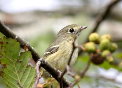 Hutton's Vireo, Grays Harbor NWR, WA, 18 October 2012