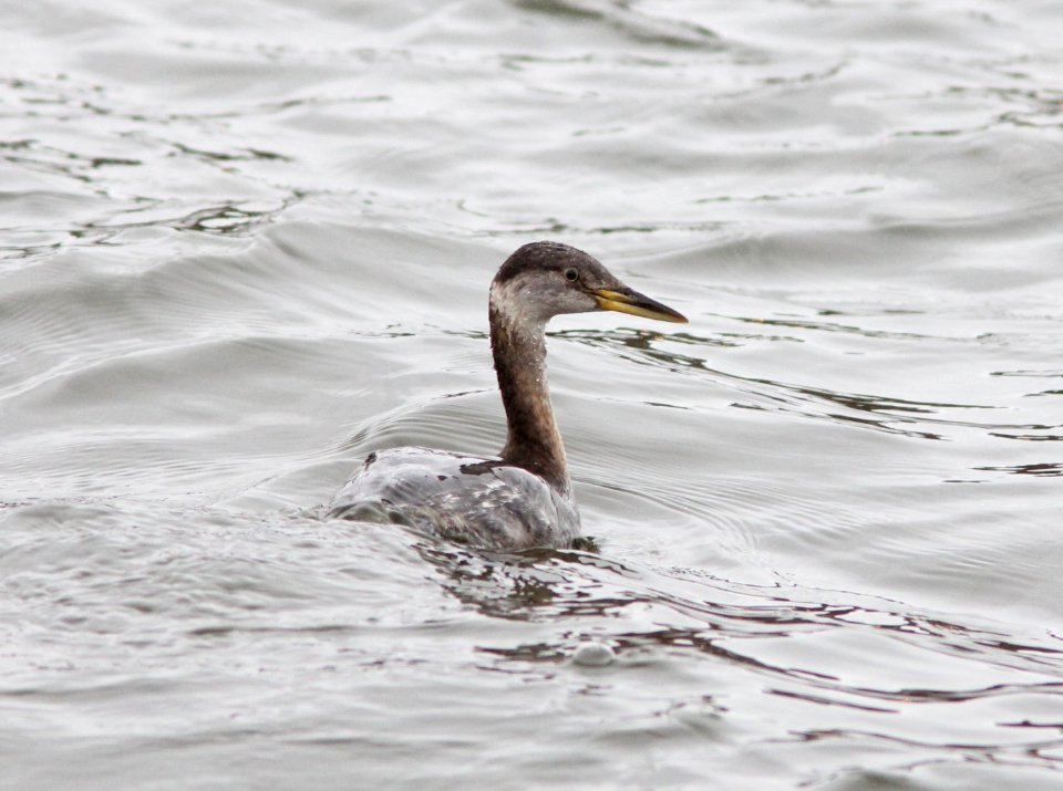 Red-necked Grebe, 6th St. Bridge, Grand River, Grand Rapids, MI, 5 March 2013