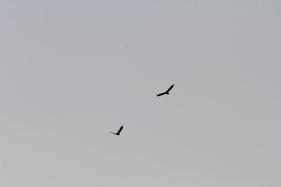 Black Vulture (left), with Turkey Vulture, Portland, MI, March 16, 2012