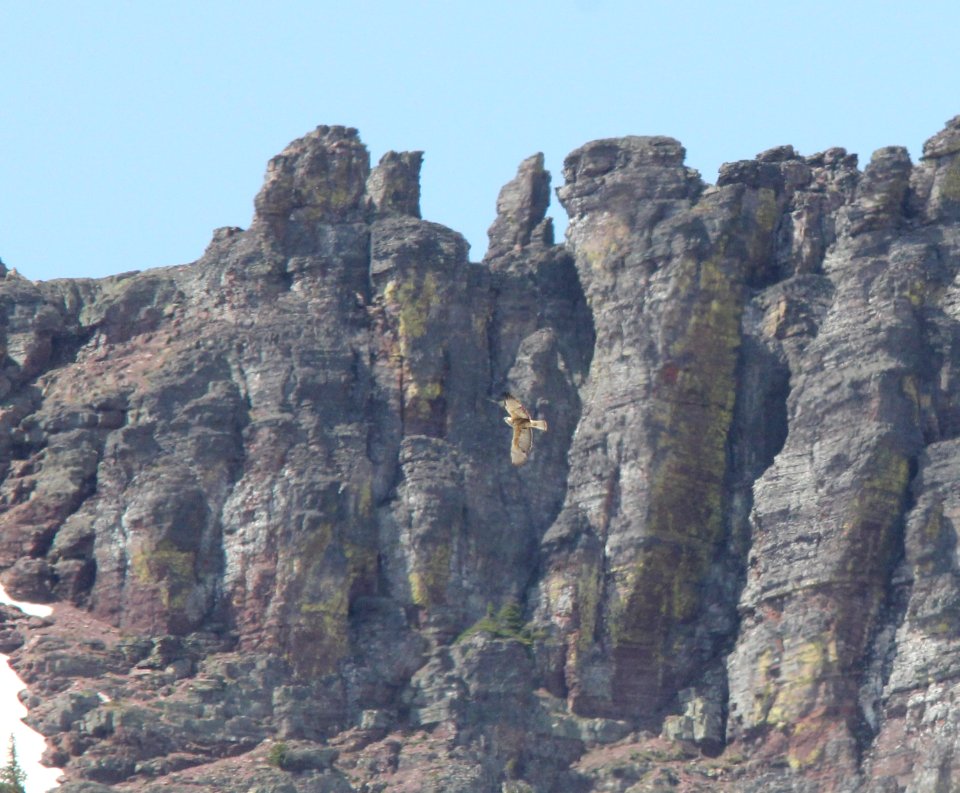 Swainson's Hawk, Logan Pass, Glacier NP (elevation 6,650 ft), July 5, 2012