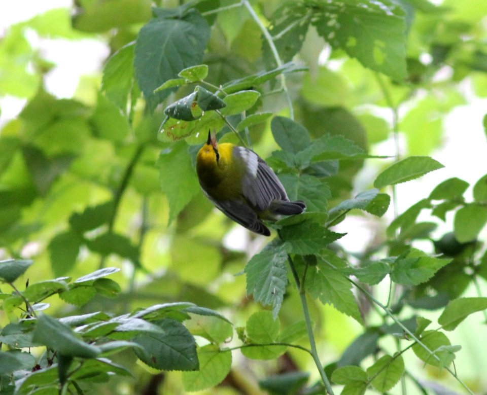 Blue-winged Warbler, Sand Lake, September 7, 2012