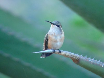 Lucifer Hummingbird (female)