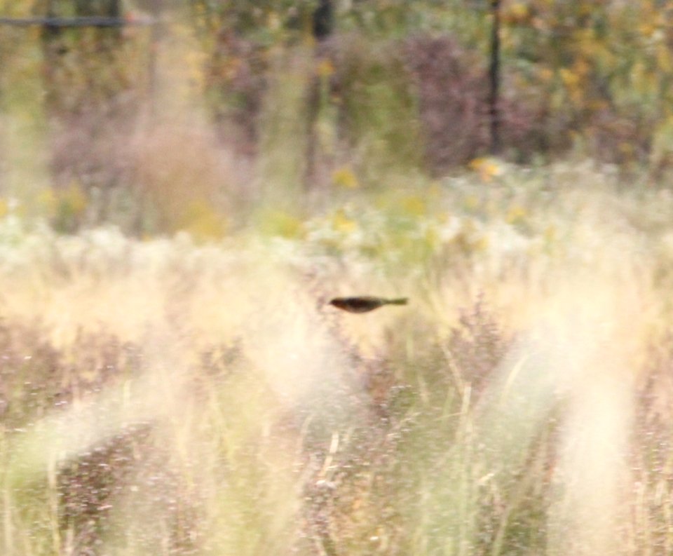 Nelson's Sparrow, McCool's Pond, Indiana, September 29, 2012