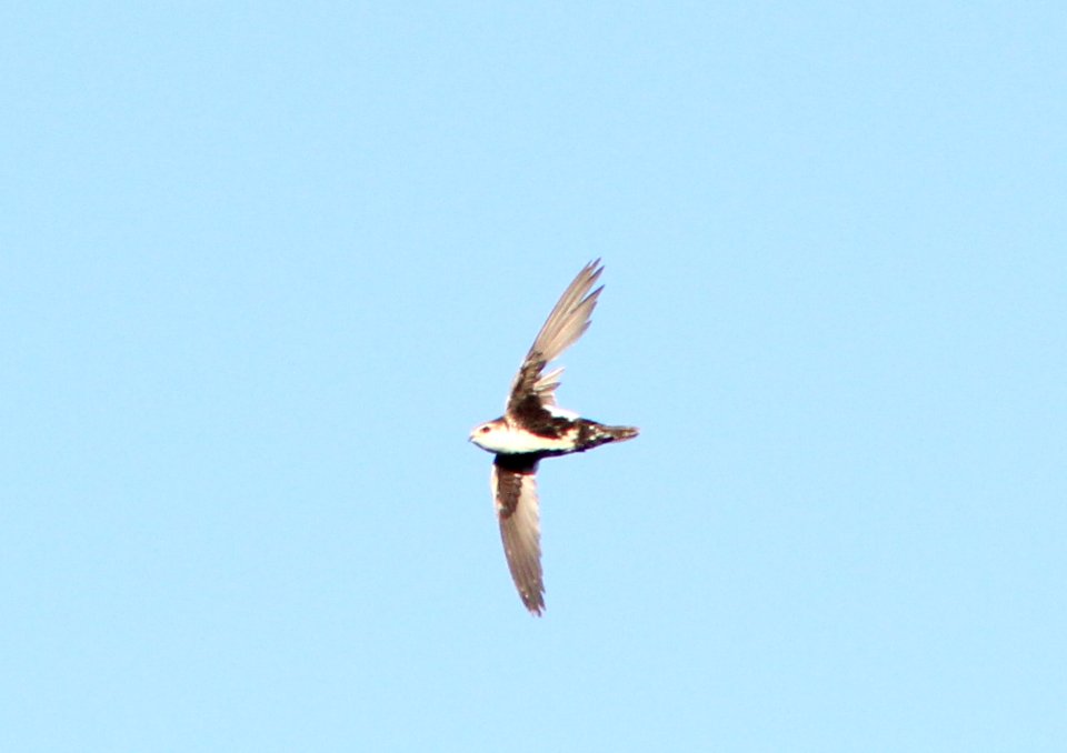 White-throated Swift, Kerr Dam, MT, June 27, 2012