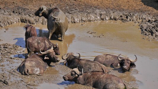 Hluhluwe national park swim