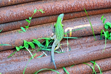 lizard