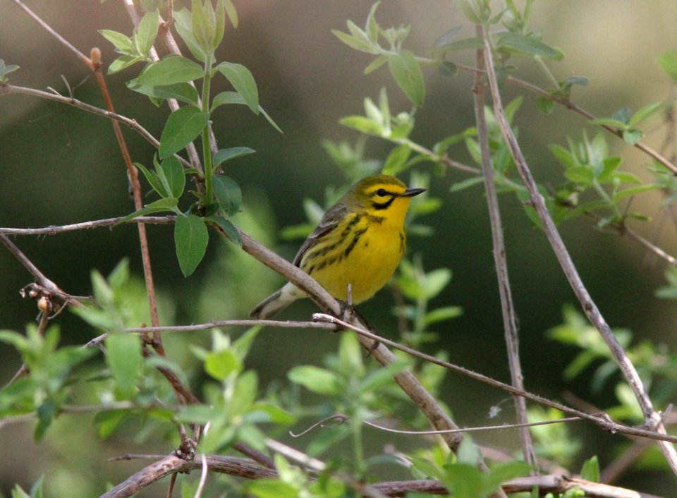 Prairie Warbler, LIghthouse Drive, Huron Co., MI, 4 May 2013